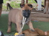 Chiot Malinois avec pedigree à vendre