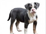 Un chiot femelle Old English Bulldog non LOF à vendre