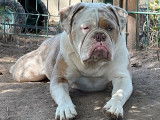 Un chiot femelle Old English Bulldog non LOF à vendre