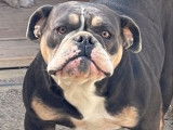 Un chiot femelle Old English Bulldog non LOF à vendre