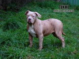2 chiots femelles American Bullies XL non LOF, &agrave; vendre