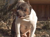 3 chiots American Bullies non LOF, &agrave; r&eacute;server