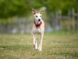 Whippet LOF disponible pour saillie