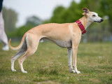 Whippet LOF disponible pour saillie