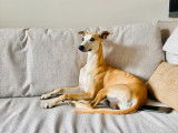 Whippet LOF disponible pour saillie