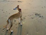 Whippet LOF disponible pour saillie