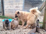 Chiots Eurasiers LOF, disponible à la vente