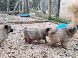 Chiots Eurasiers LOF, disponible à la vente