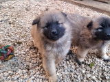 Chiots Eurasiers LOF, disponible à la vente
