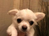 À vendre, 2 chiots mâles Chihuahuas LOF