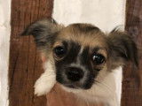 À vendre, 2 chiots mâles Chihuahuas LOF