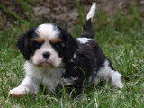 Des chiots Cavaliers King Charles LOF disponibles &agrave; la vente