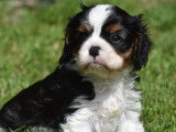 Des chiots Cavaliers King Charles LOF disponibles &agrave; la vente