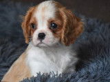 Des chiots Cavaliers King Charles LOF disponibles &agrave; la vente