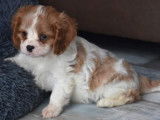 Des chiots Cavaliers King Charles LOF disponibles &agrave; la vente