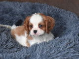 Des chiots Cavaliers King Charles LOF disponibles &agrave; la vente