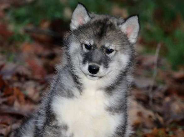 À vendre : 5 chiots Huskies Sibériens gris LOF