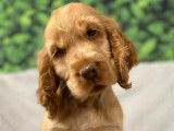 Chiots Cockers Anglais à vendre (LOF)