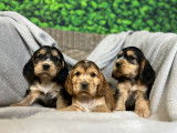 Chiots Cockers Anglais à vendre (LOF)