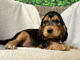 Chiots Cockers Anglais à vendre (LOF)