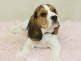 Des chiots Beagles LOF disponibles à la vente