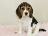 Des chiots Beagles LOF disponibles à la vente