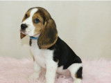 Des chiots Beagles LOF disponibles à la vente