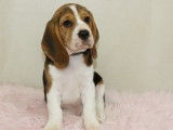 Des chiots Beagles LOF disponibles à la vente