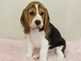 Des chiots Beagles LOF disponibles à la vente