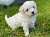 &Agrave; vendre : 4 chiots Bichons Fris&eacute;s LOF