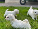 &Agrave; vendre : 4 chiots Bichons Fris&eacute;s LOF