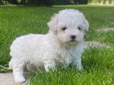 &Agrave; vendre : 4 chiots Bichons Fris&eacute;s LOF