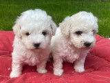 &Agrave; vendre : 4 chiots Bichons Fris&eacute;s LOF