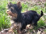 2 chiots Biewer Yorkshire Terriers non LOF disponibles à la vente