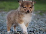 Un chiot Berger des Shetland fauve charbonné LOF à réserver