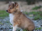 Un chiot Berger des Shetland fauve charbonné LOF à réserver