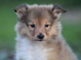 Un chiot Berger des Shetland fauve charbonné LOF à réserver