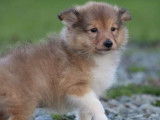 Un chiot Berger des Shetland fauve charbonné LOF à réserver