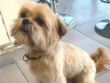 Chien Shih Tzu beige à adopter