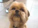 Chien Shih Tzu beige à adopter