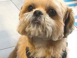 Chien Shih Tzu beige à adopter