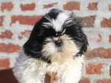 Chiot Shih Tzu femelle LOF à vendre