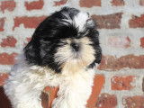 Chiot Shih Tzu femelle LOF à vendre