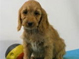 Chiots Cockapoo à vendre
