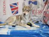 4 chiots Huskies LOF disponibles