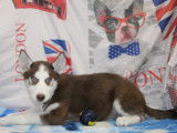 4 chiots Huskies LOF disponibles