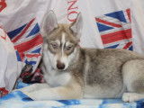 4 chiots Huskies LOF disponibles