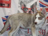 4 chiots Huskies LOF disponibles