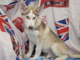 4 chiots Huskies LOF disponibles