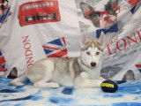 4 chiots Huskies LOF disponibles